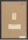 Encyonema gerstenbergeri Grun. (de-Toni-Nr.: Genus 34, Species 1494) Zeichnungen Sammlung Grunow Nr. 2894 (NHMW-BOT-W0370226)